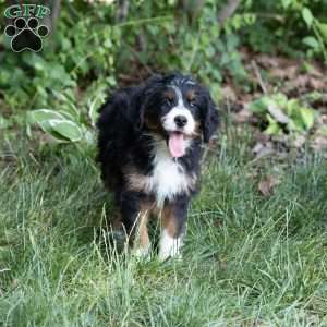 Charlie, Mini Bernedoodle Puppy